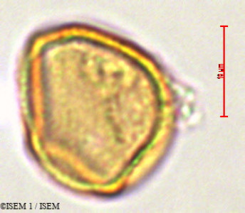 ISEM 1/Anthurium_umbraculum_29320/Anthurium_umbraculum_29320_0001(copy)_thumb.jpg